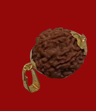 7 Mukhi Nepali Rudraksha